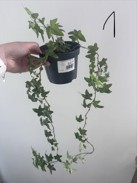Hedera helix Bluszcz pospolity