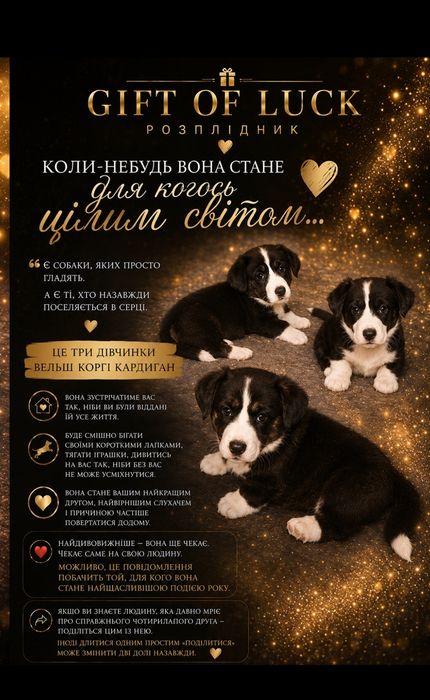 Коргі-кардіган, дівчинка