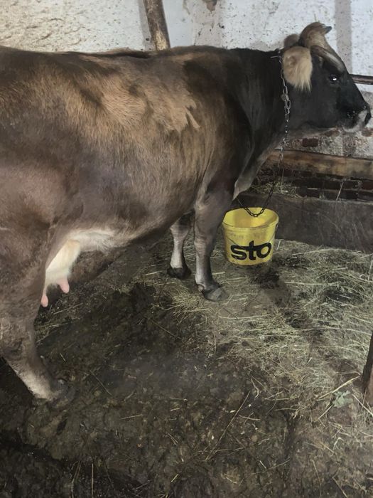 Продам корову тильну шість місяців