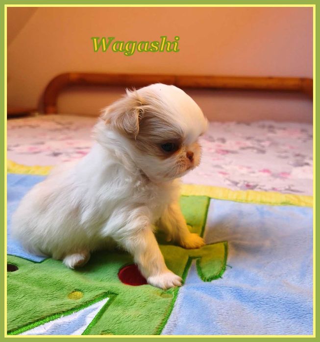 Japan chin, chiny japońskie