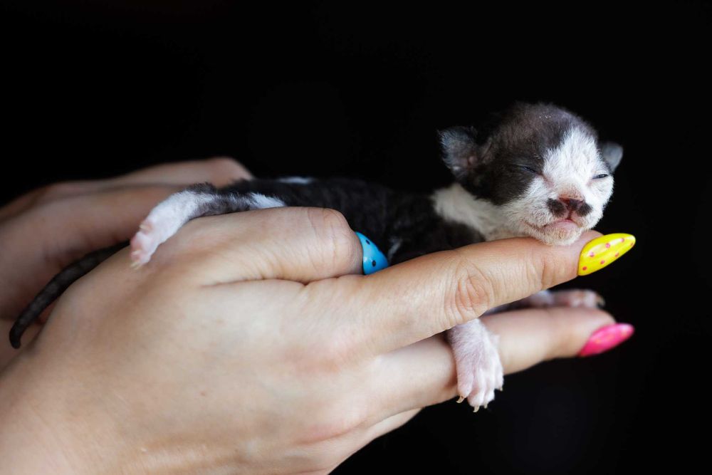 Devon Rex* Kocurek czarny bicolor REZERWACJA