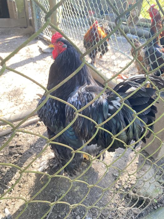 Galo Brahma Preto Puro ≈6kg