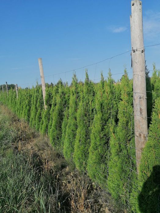 Tuja szmaragd wysokość  150 170 cm