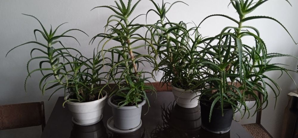 Aloes, kwiaty lecznicze cena 20-60 zl