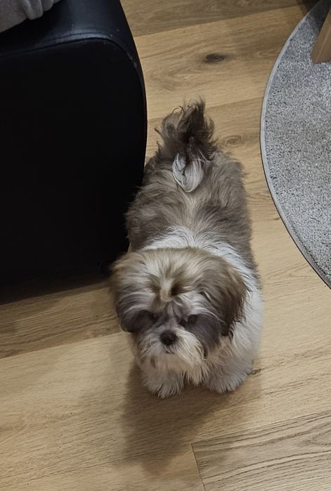 Shih tzu ostatni piesek