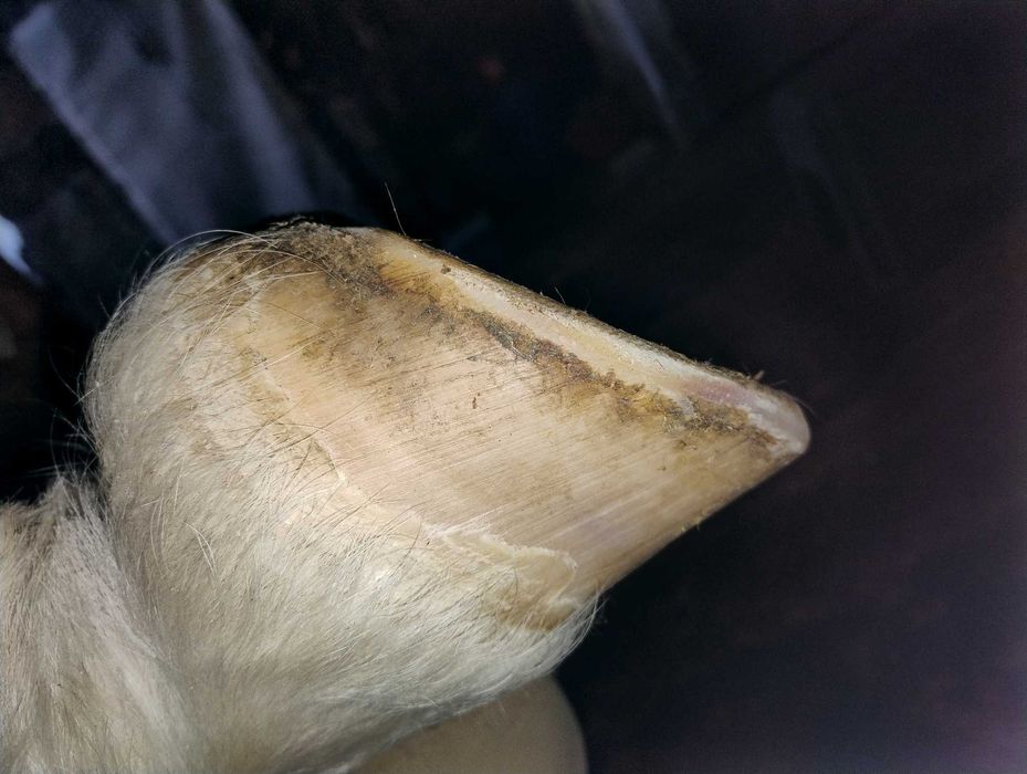 Aparo / Recorte de Cascos de Cavalo em Barefoot