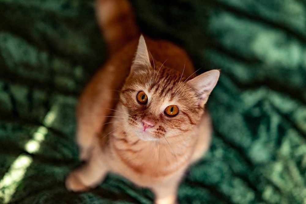 Кошечка Злата в поисках дома