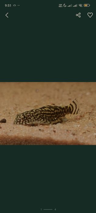 Sewellia Lineolata--ler descrição