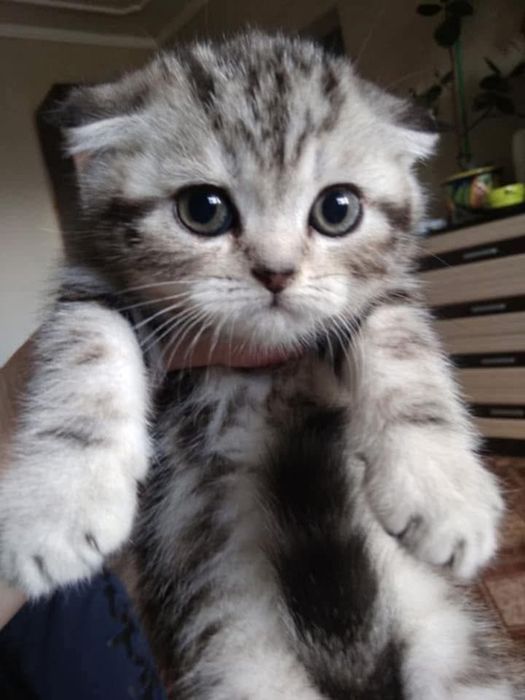 Dziewczynka marmurowa zwisłoucha