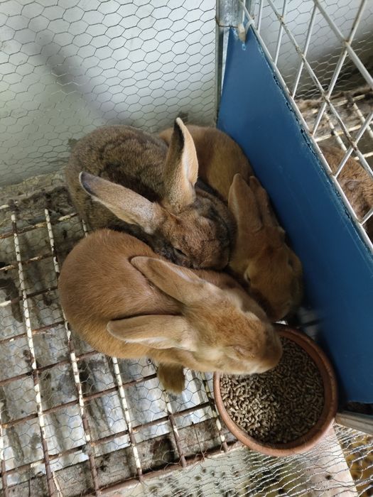 Coelhos caseiros Leonardo e Flandres