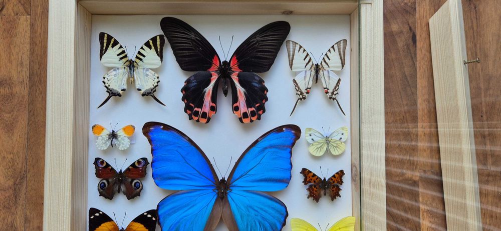 Gablotka motyle Morpho godarti Papilio Junonia i inne na ścianę