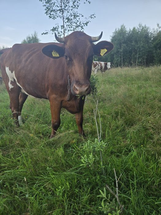 Jałówka wysokocielna mięsna