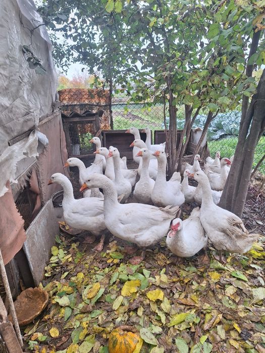 Гуси порода мамут