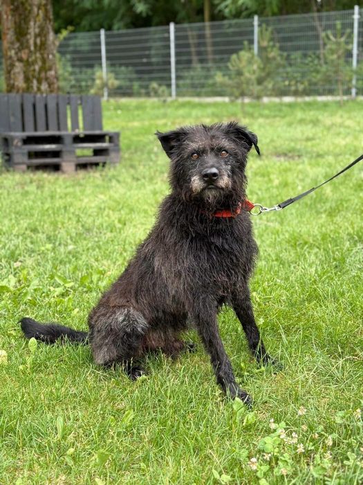 Kudłaty Mefisto czeka na swojego człowieka. ADOPTUJ