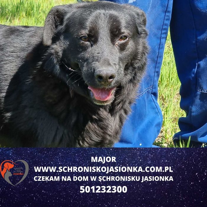 MAJOR do adopcji – Schronisko Jasionka