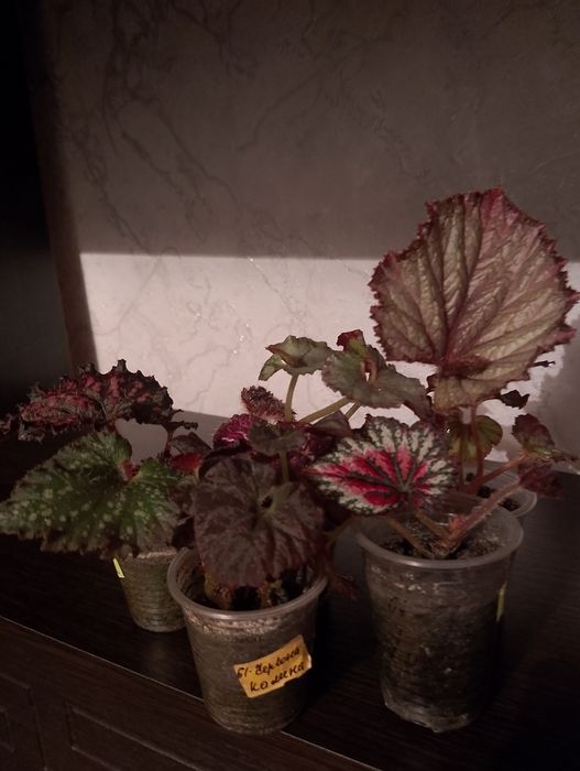 Королівська бегонія