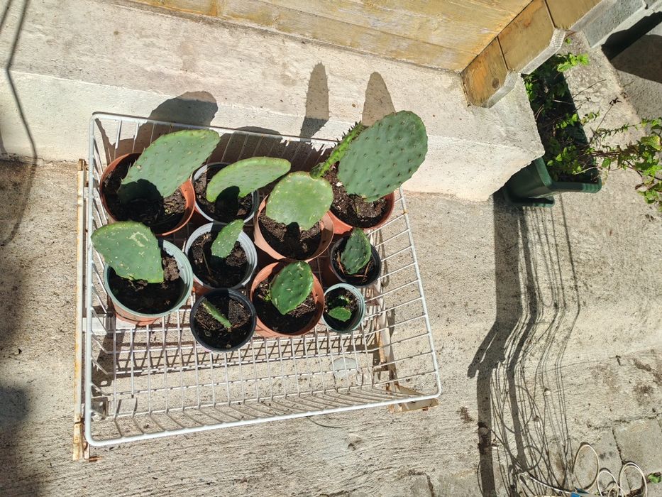 Cactus - Figueira da Índia