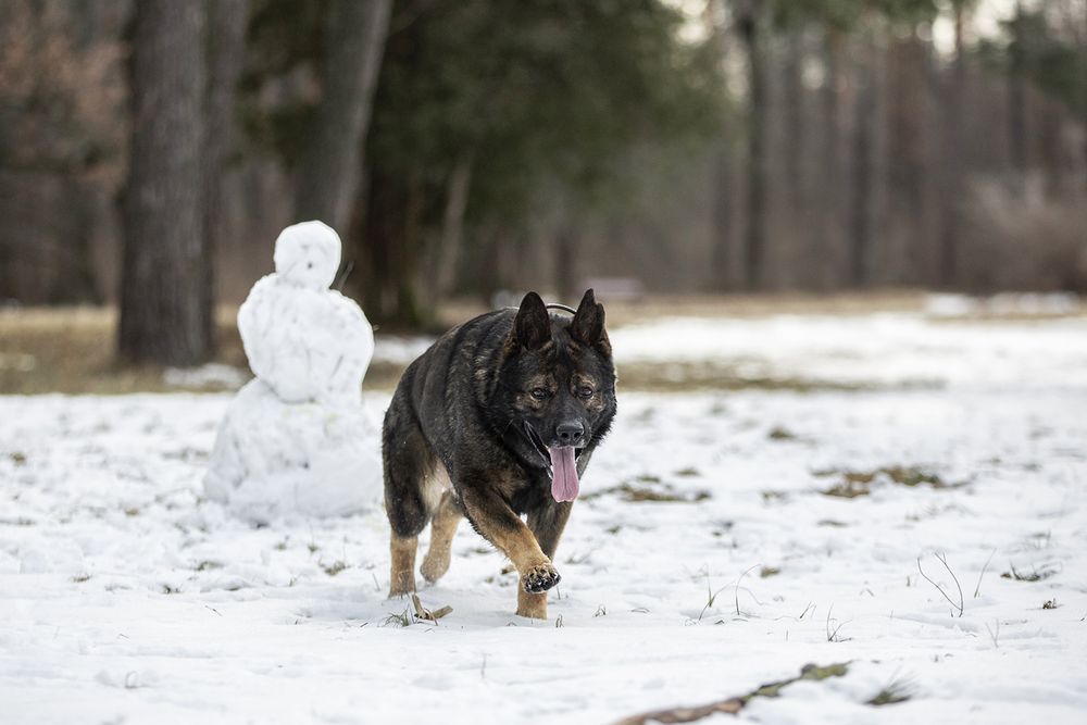 вязка; HD;ED зонарний кобель Німецька Вівчарка робочого розведення КСУ