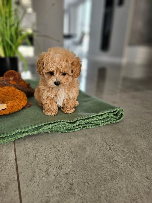 Najpiękniejsza Dziewczynka Maltipoo F1 Zobacz