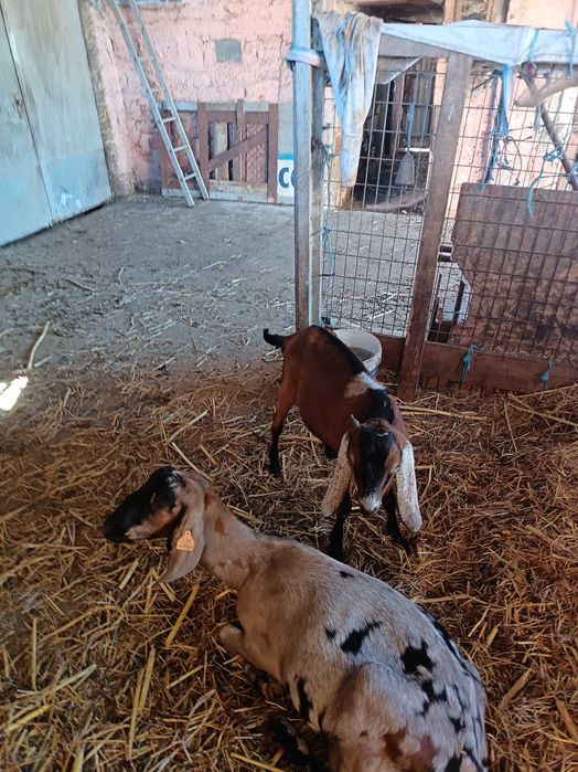 Cabrito anglo nubiano