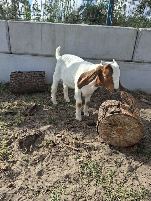 Cabrito Boer Puro com pedigree