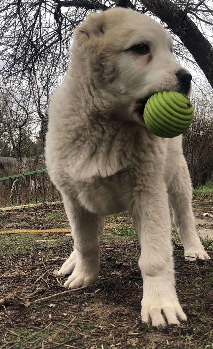 Среднесзиатская овчарка Алабай