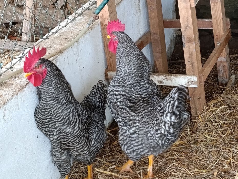 Vendo galo pedrês