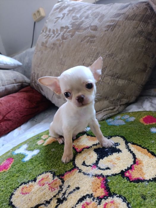 Мини мальчик чихуахуа