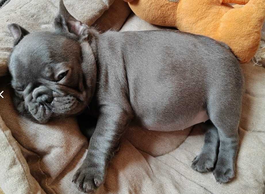 лиловые и голубые малыши