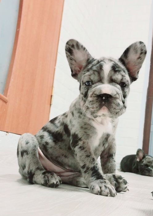 Французский бульдог красуня