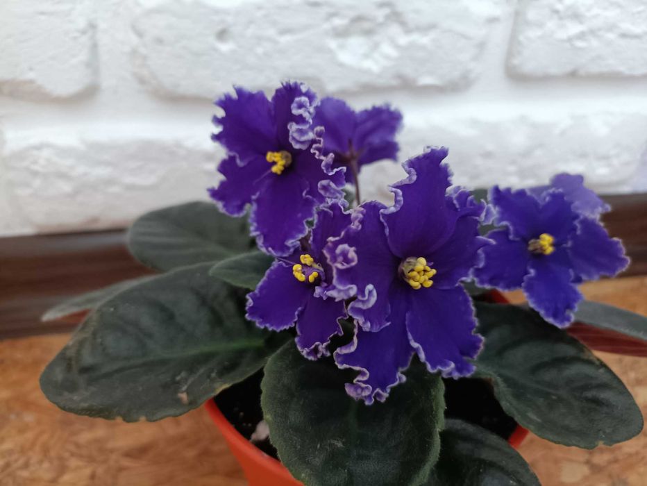 Квітучі фіалки Rodeo Roundup та дітки АКЦІЯ 4 шт за 100 грн