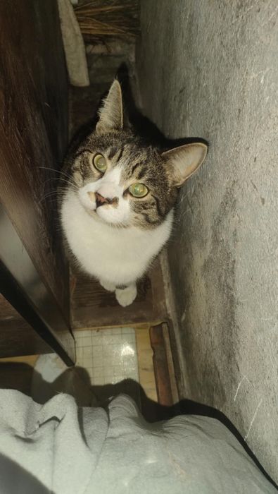 Zaginął kot -Andrespol