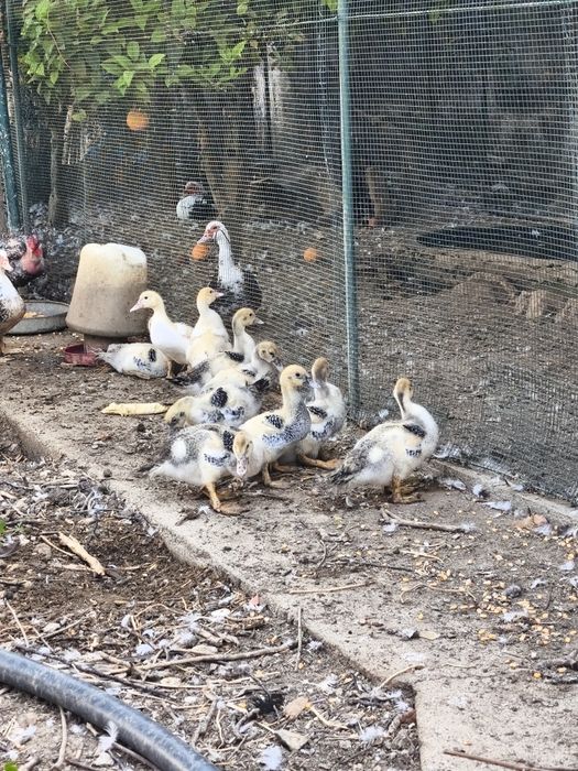 Patos criados ao ar livre com 5 semanas, patos mudos, criação, animais