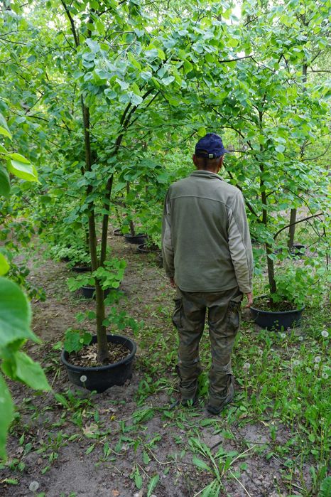 200-300cm lipa szerokolistna _ lipa wielkolistna _ Tilia platyphyllos