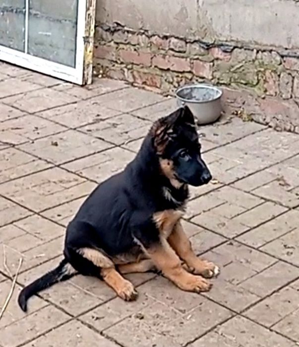 Щенки яркого окраса