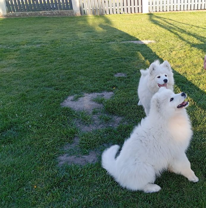 Samoyed-śliczna sunia