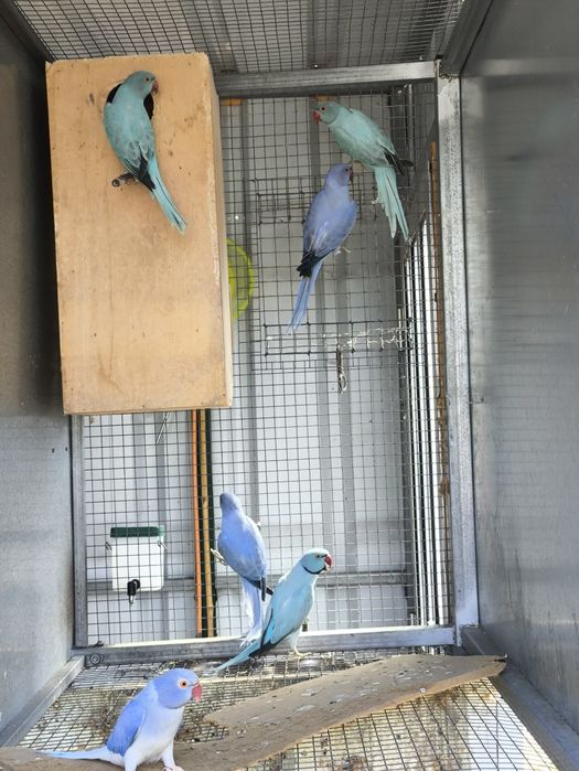 Ring Necks(40 aves de mutação disponíveis)