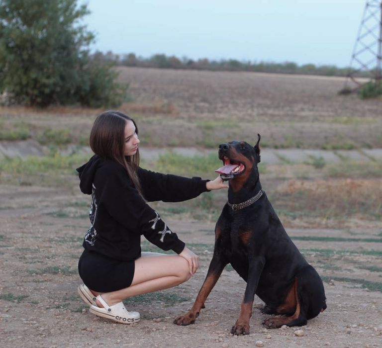 Доберман для вʼязки