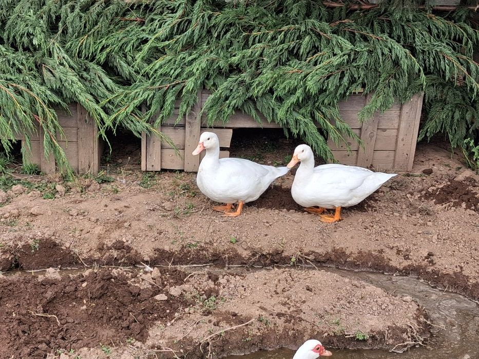 Patos brancos carne
