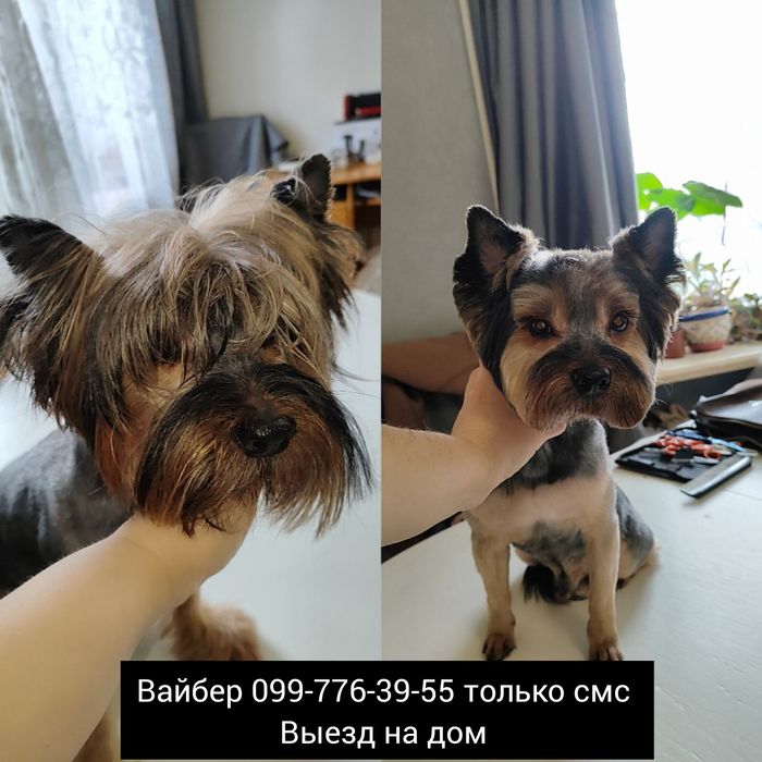 Груминг стрижка йоркширских терьеров 650грн