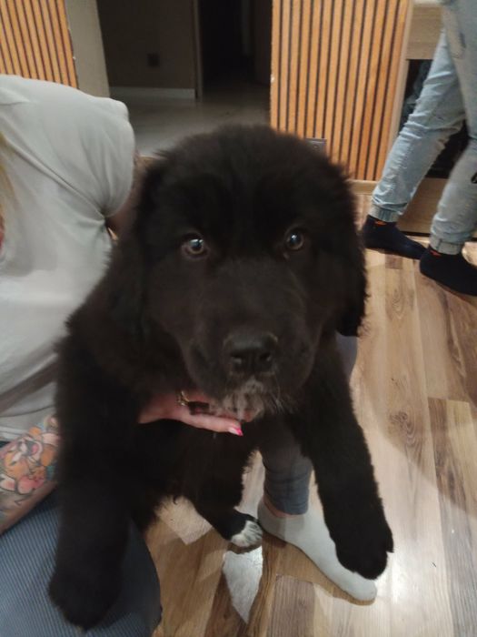 Piękna sunia po dużych rodzicach