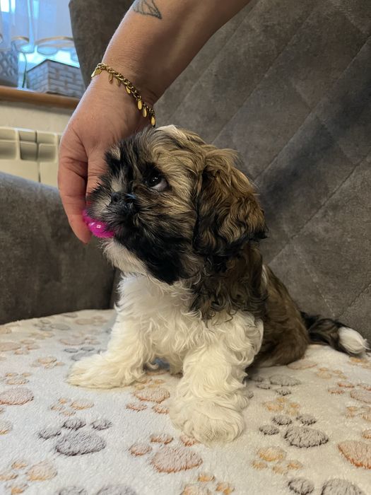 Szczeniak rasy Shih-tzu