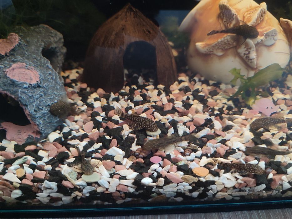 Акваріумні рибки сомікі, анцитрус вуалевий, креветки, равлики Хелена