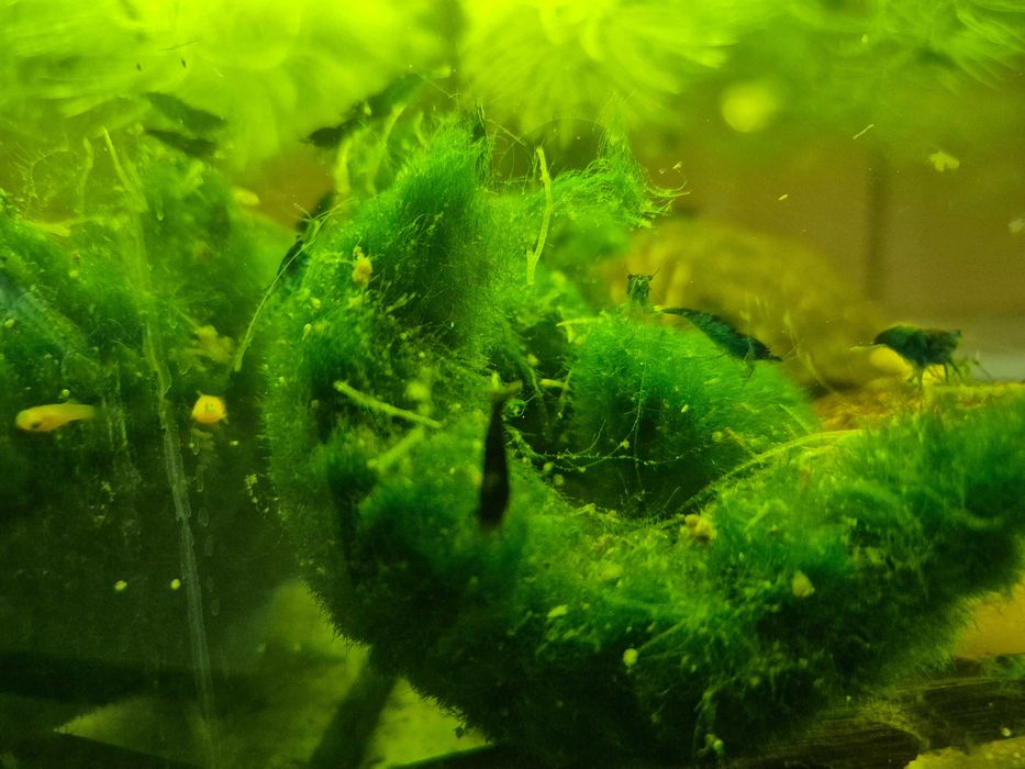 Krewetki neocaridina blue velvet