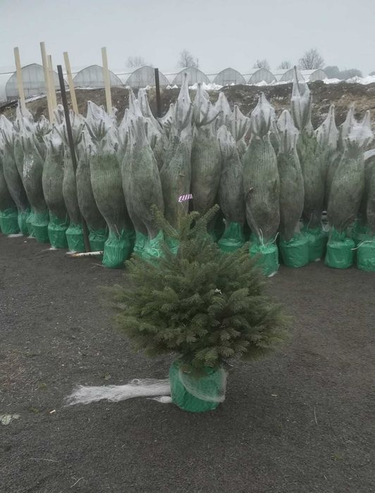 Choinki z Danii oferta hurtowa