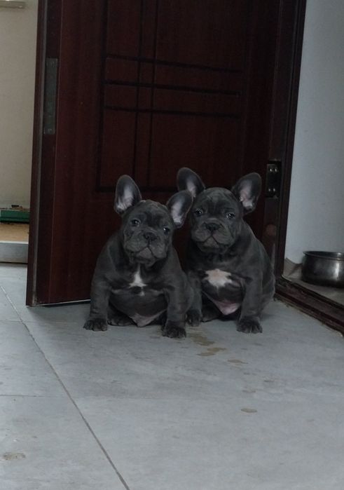 Элитные щенки французского бульдога