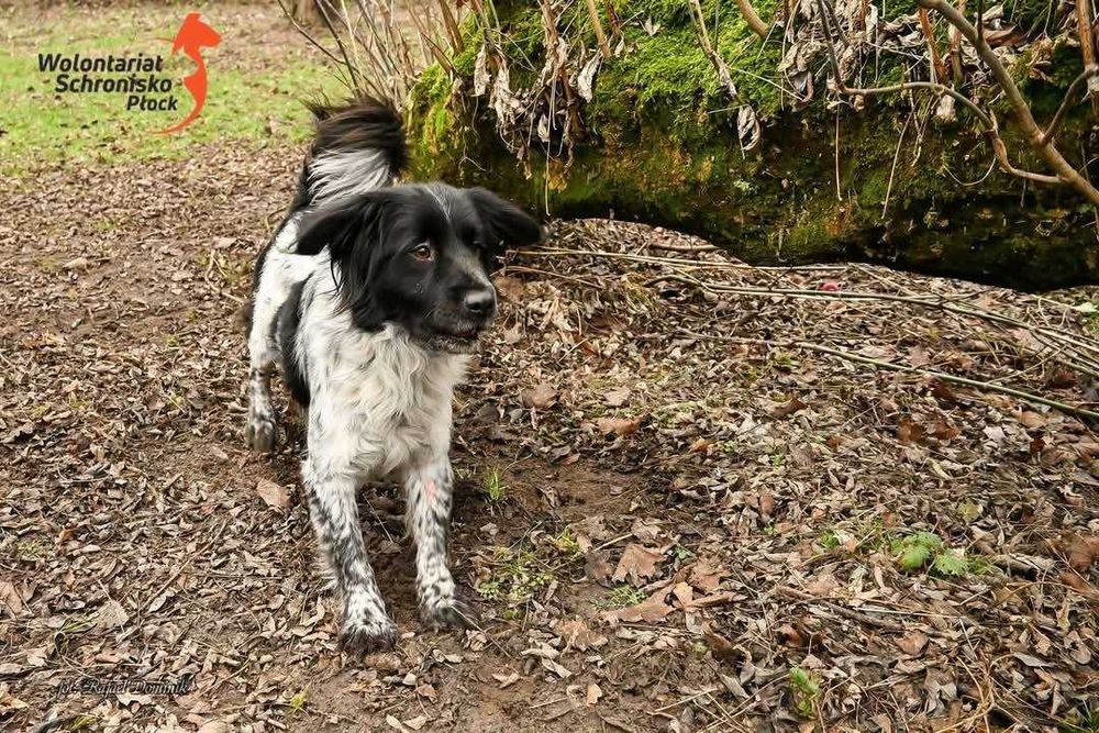 Piękny Staś szuka domu