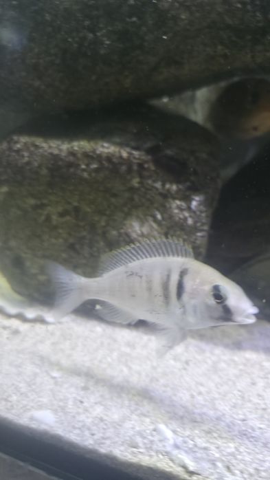 Vendo Trio Placidochromis Electra 3