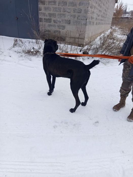 Отдам бесплатно САО