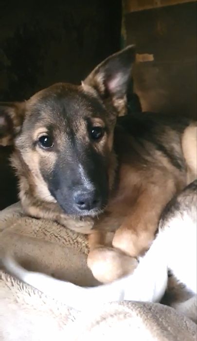 Цуценя ( дівчинка) 5 місяців, шукає люблячу та турботливу сімʼю!